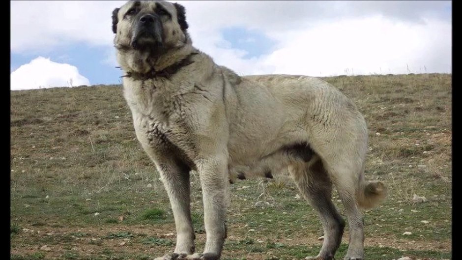 Курдский кангал