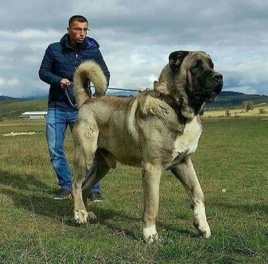 Турецкий алабай кангал