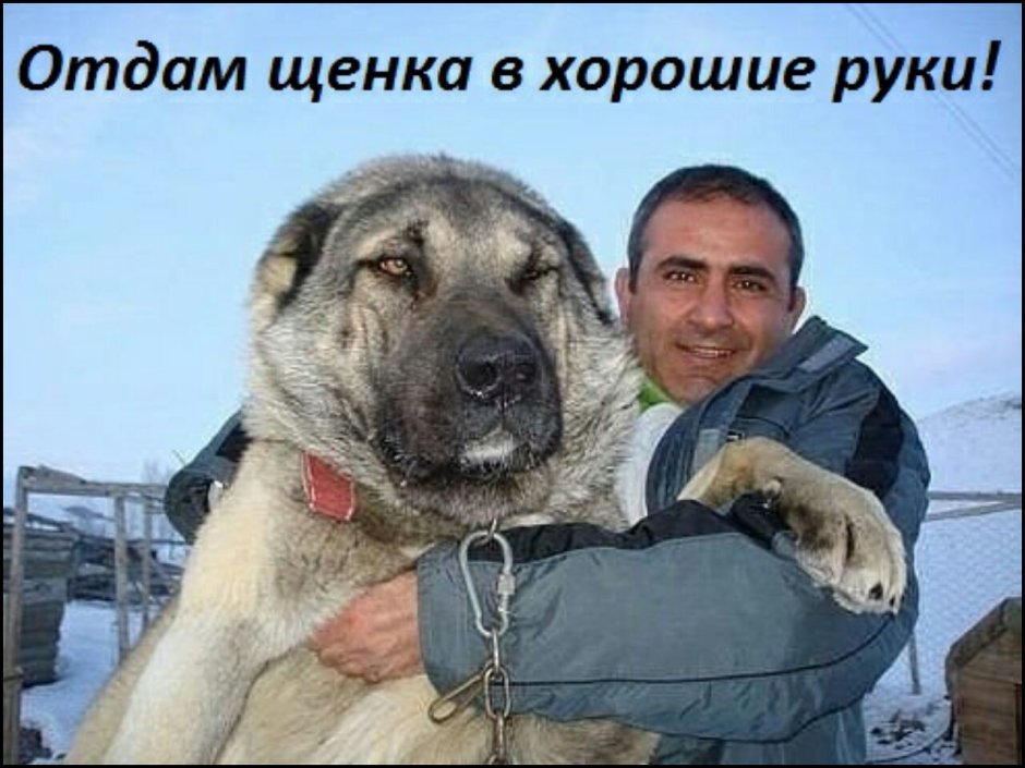 Турецкий алабай кангал