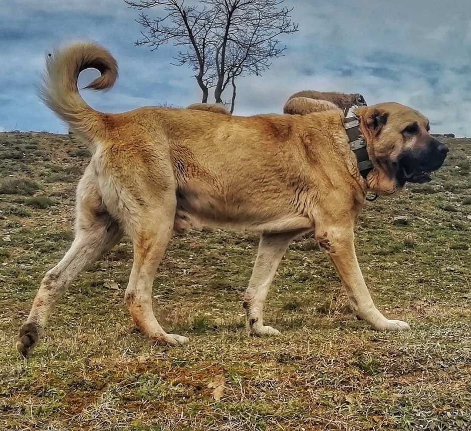 Сивас кангал