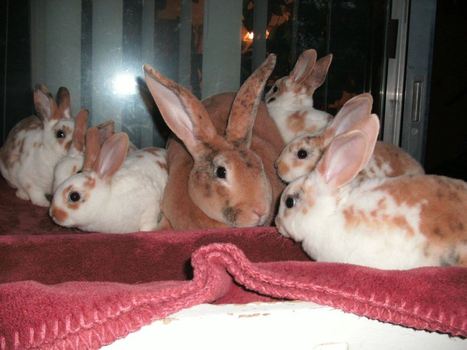 Mini Rex Breed Rabbit