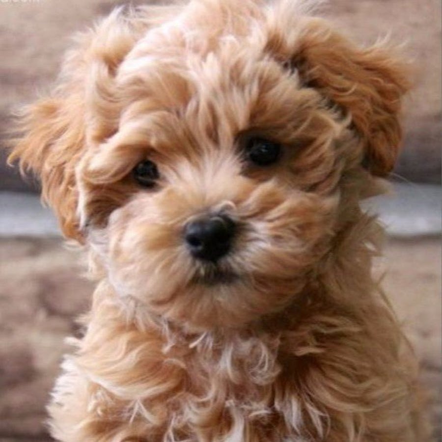 Пора мальтипу