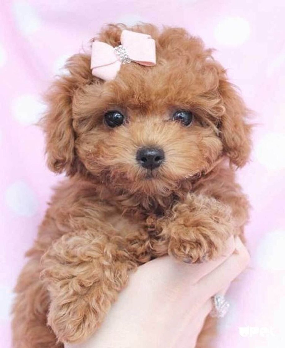Порода Toy Poodle