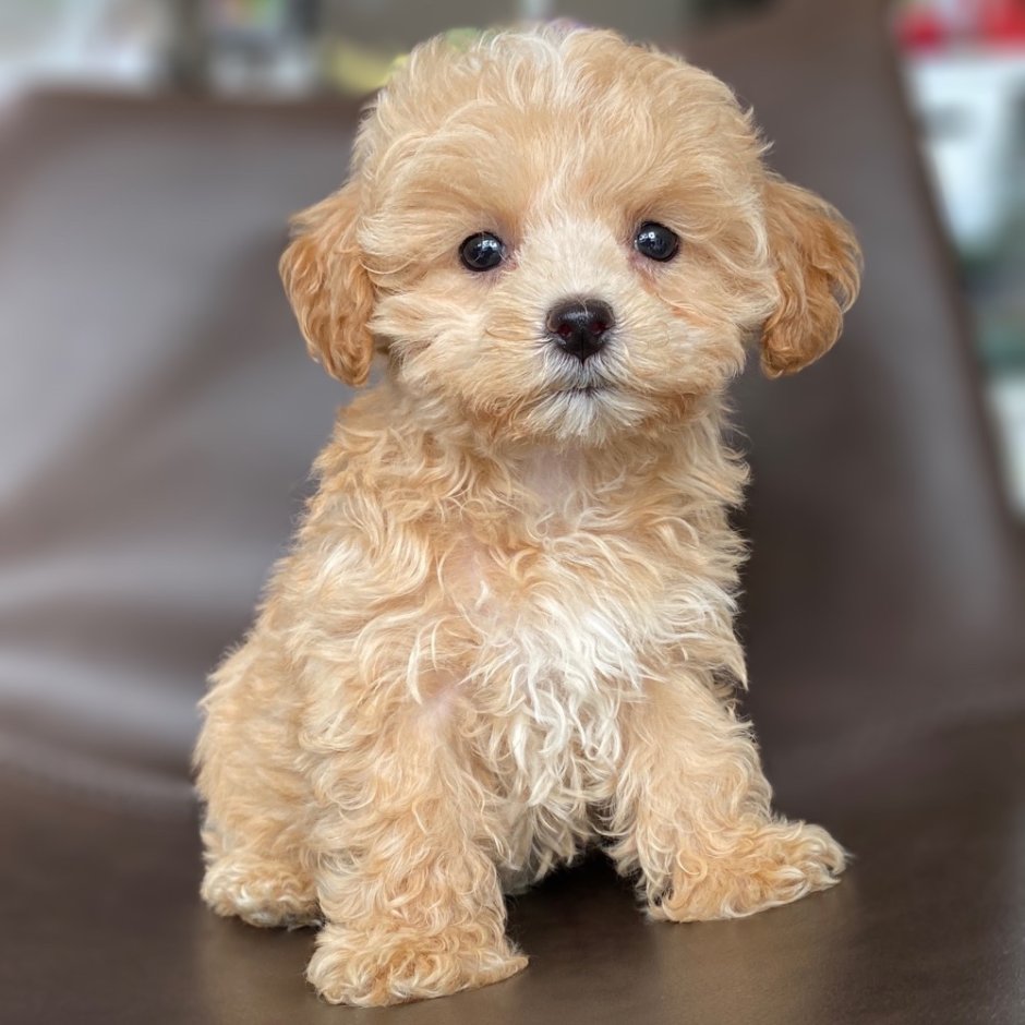 Мальтийская болонка мальтипу