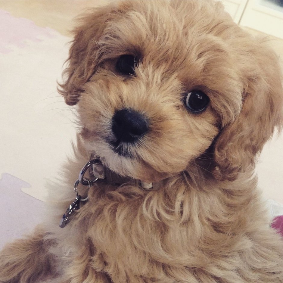 Мини пудель мальтипу