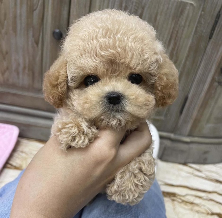 Кокер пудель