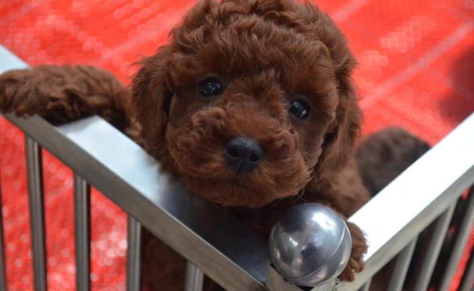 Щенок мальтипу