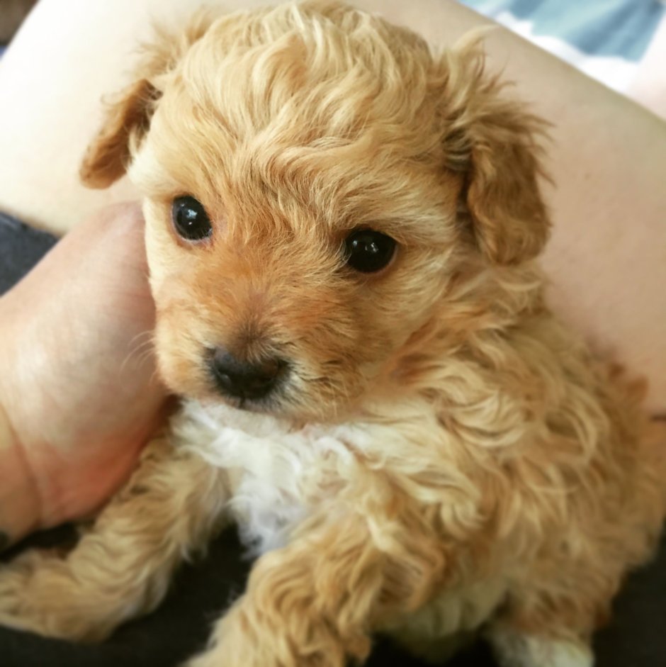 Карликовый пудель мальтипу