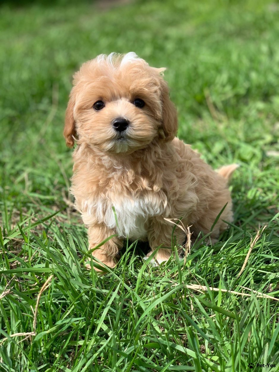 Пудель мальтипу