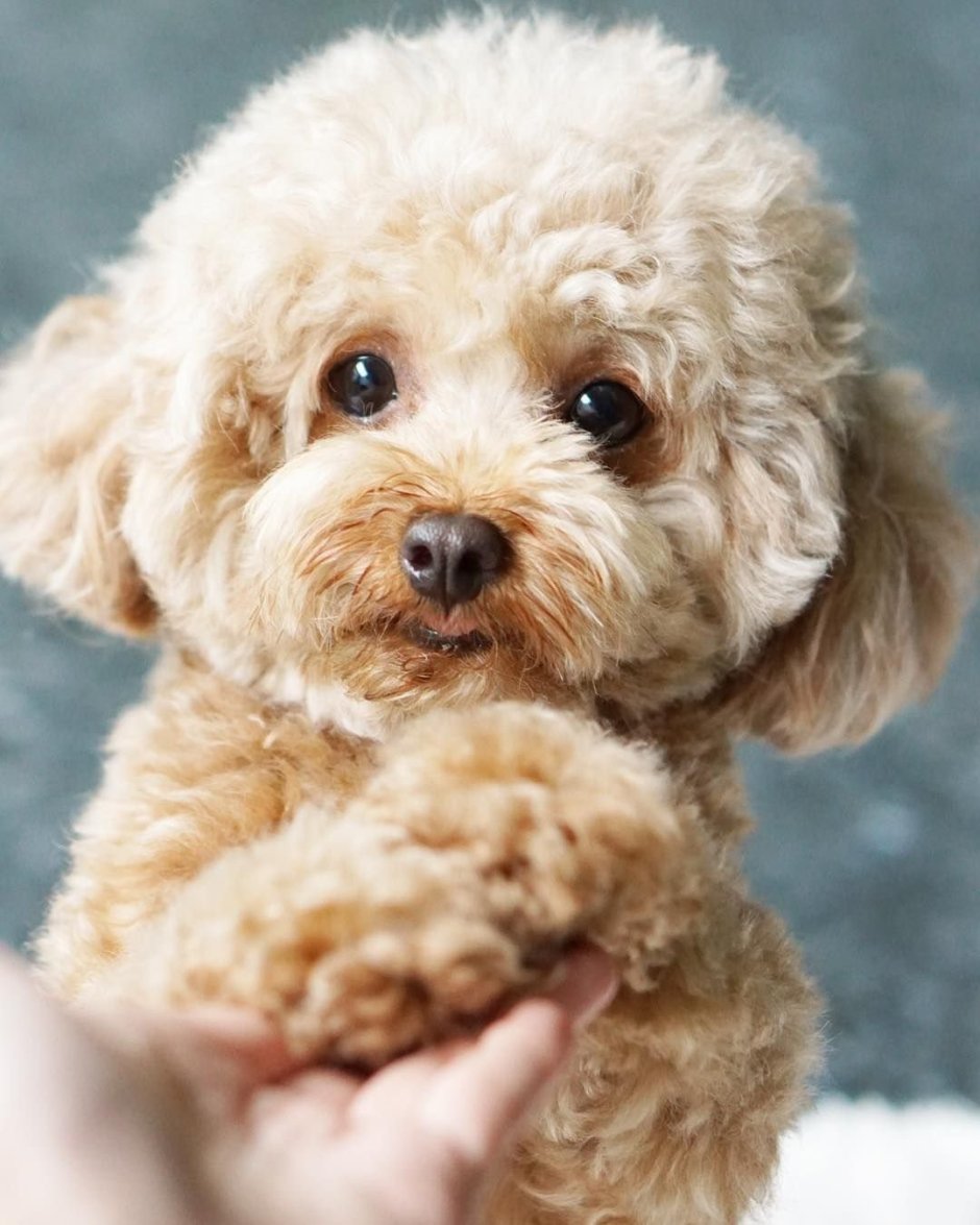 Порода собак мальтипу