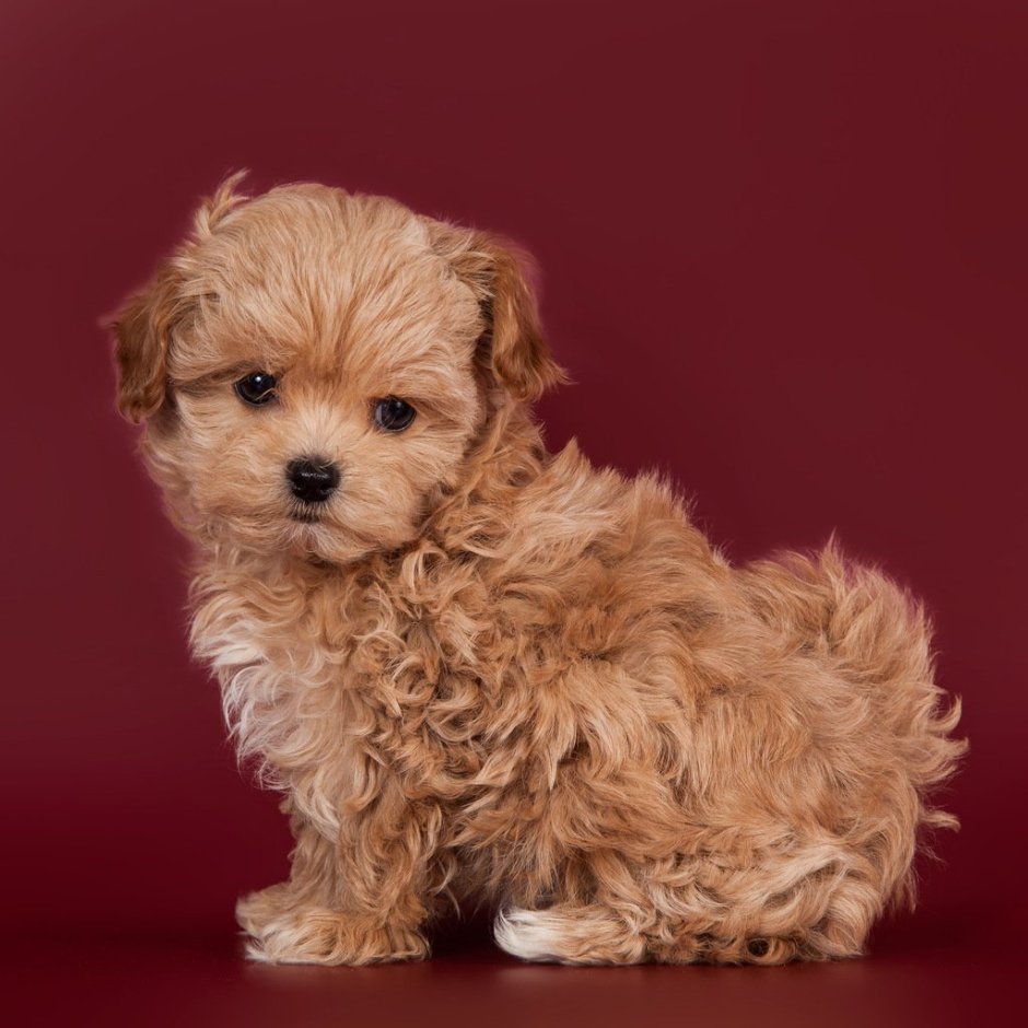 Мальтипу спаниель