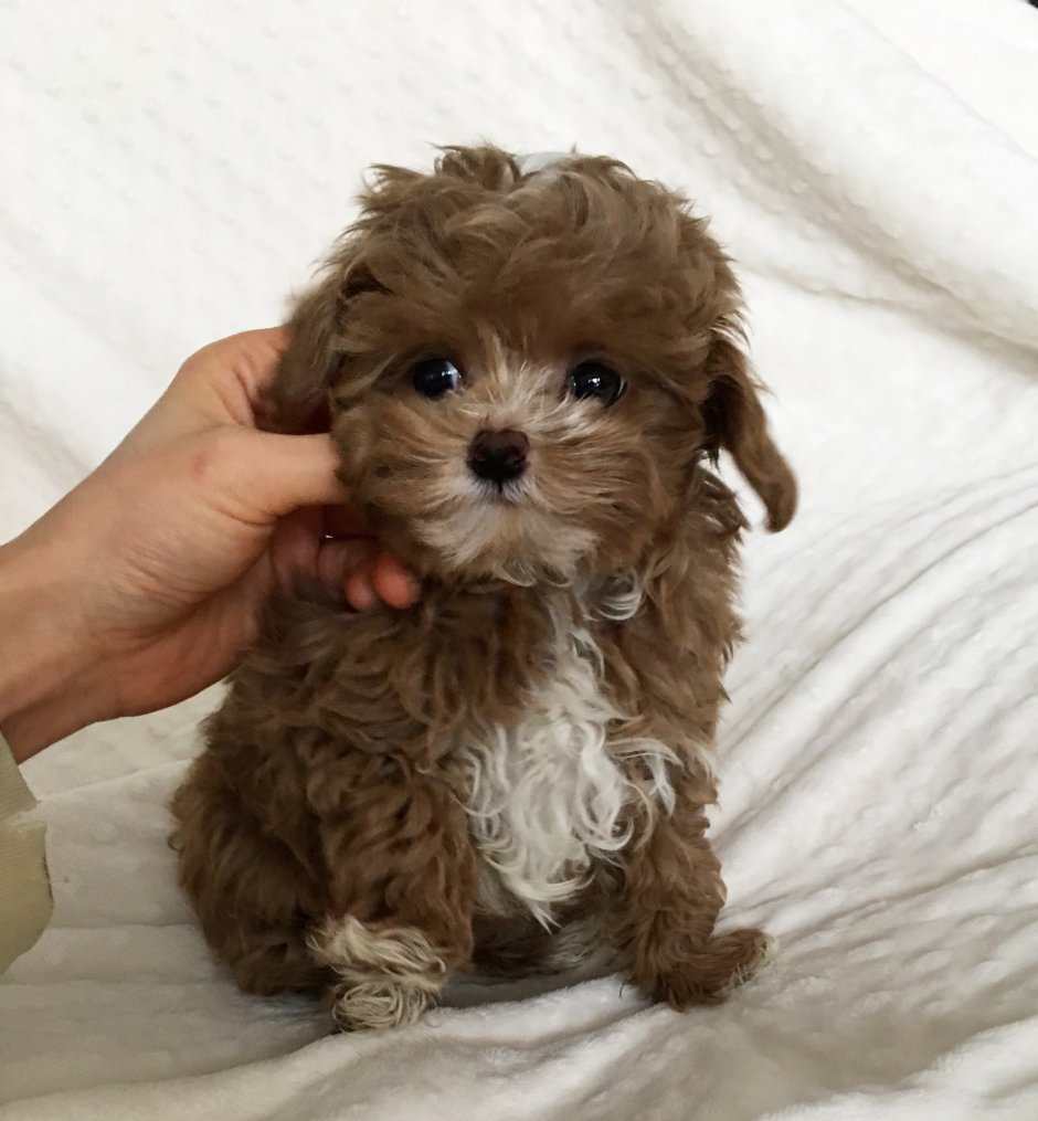 Мальтипу терьер