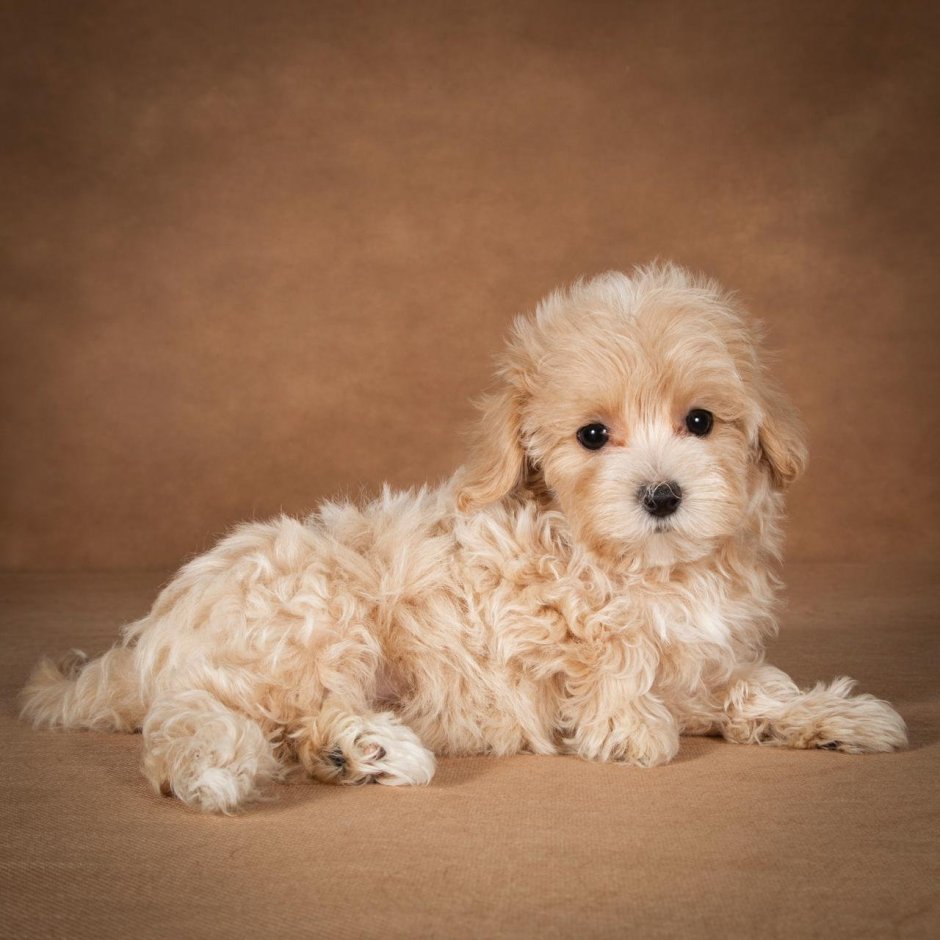Карликовый пудель мальтипу