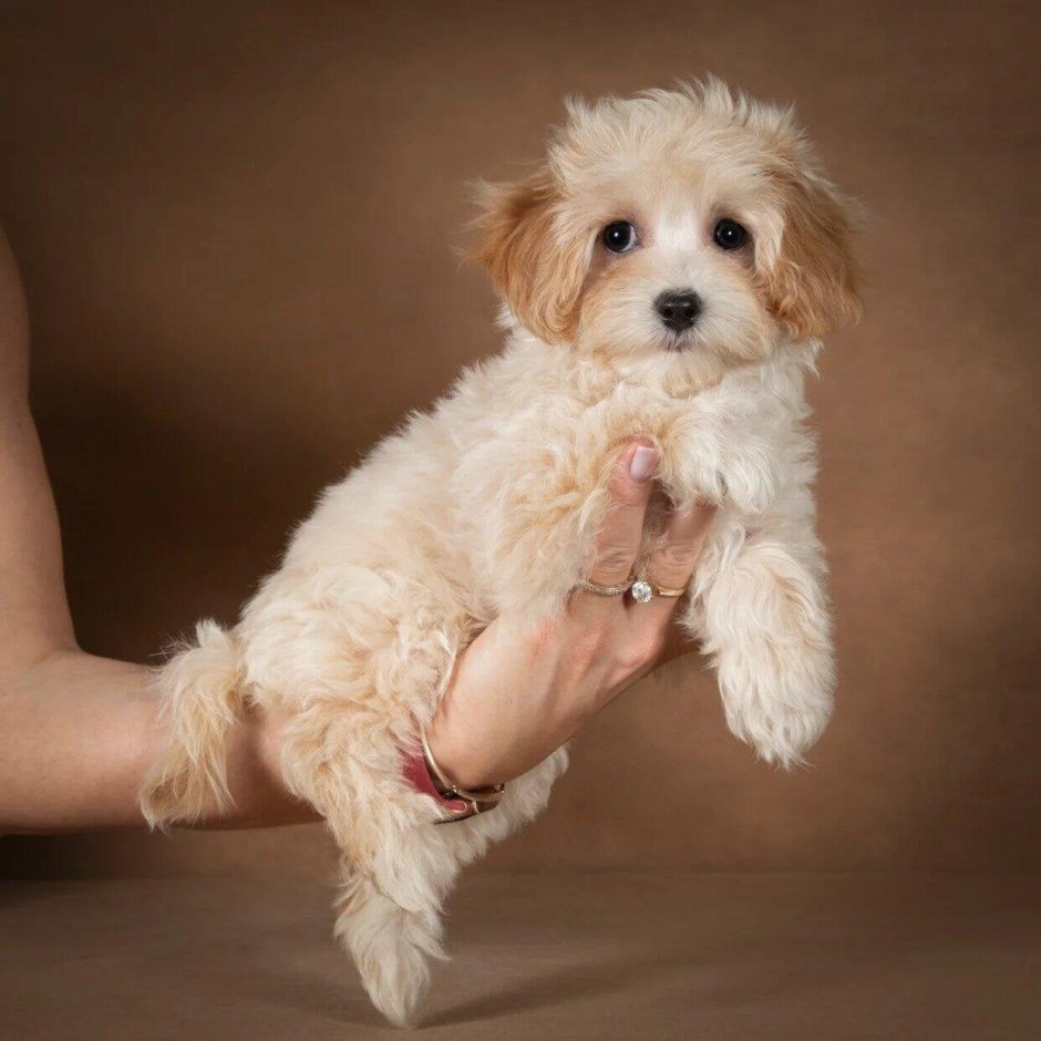 Порода собак мальтипу