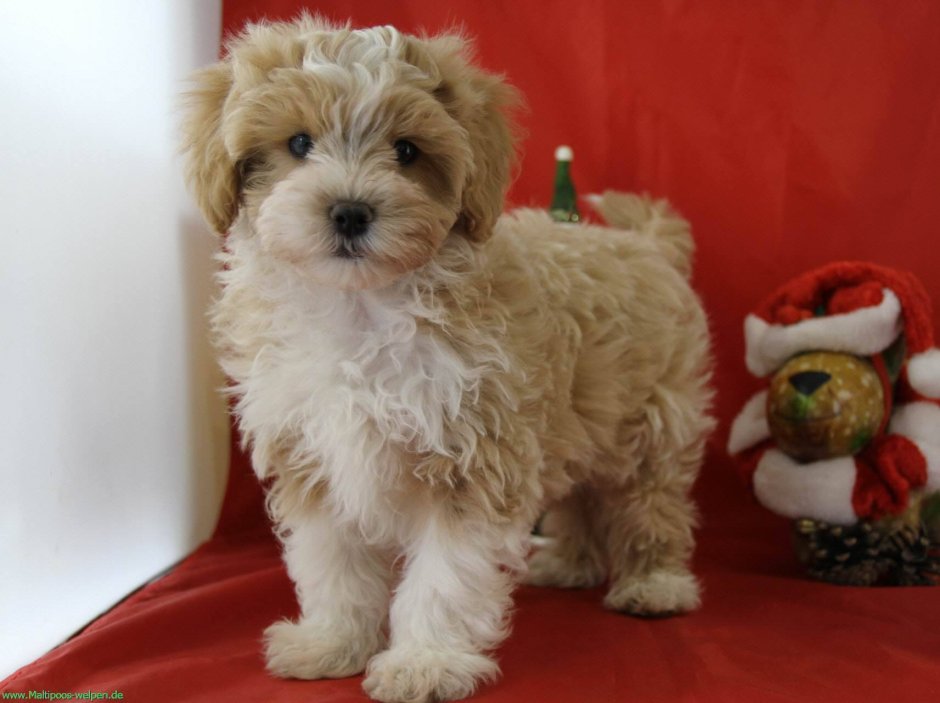 Мальтипу у Светланы Бондарчук