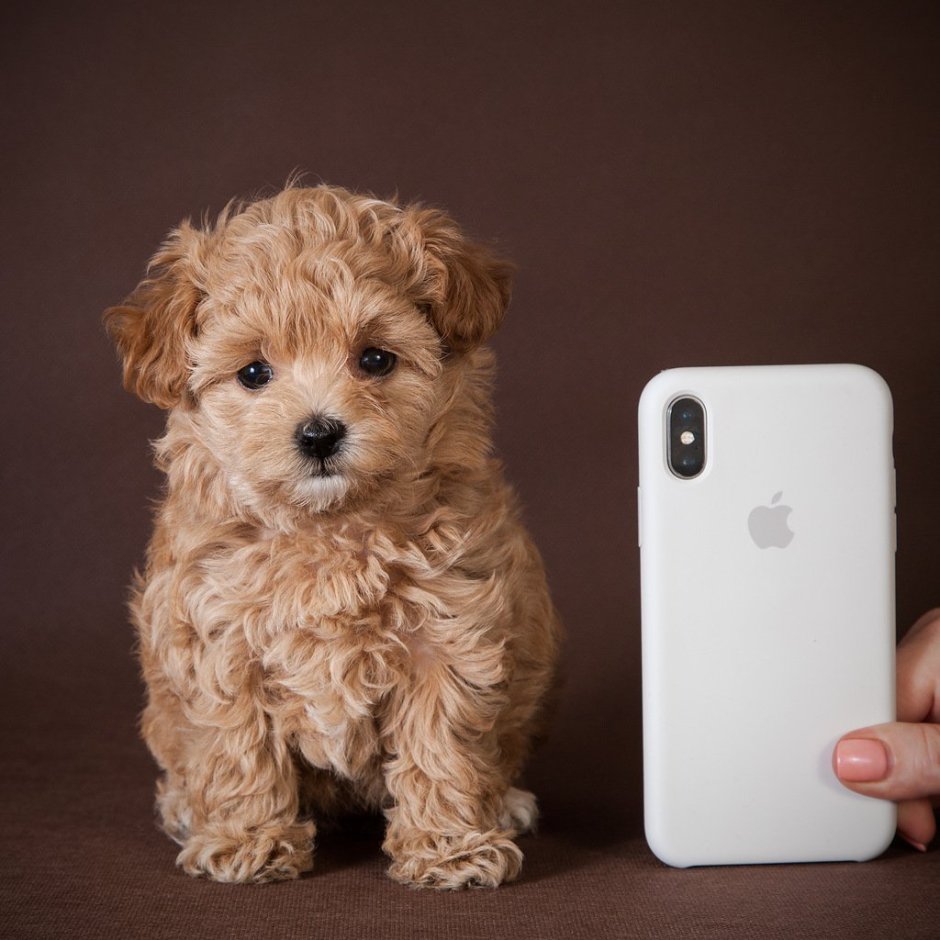 Кавапу и мальтипу