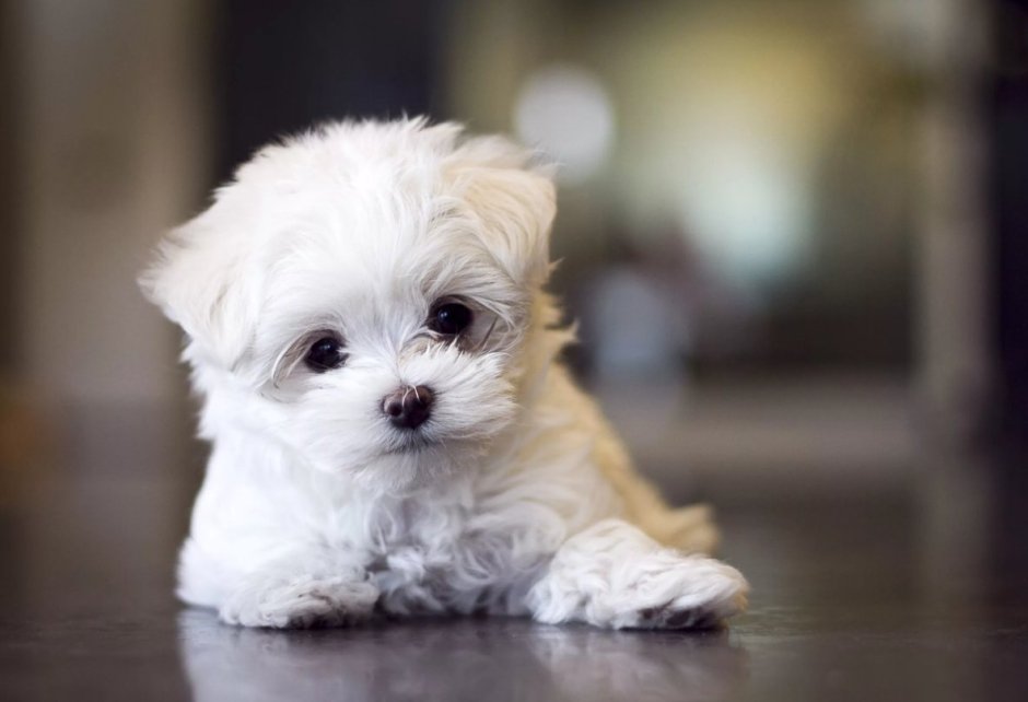 Пудель мальтипу микро