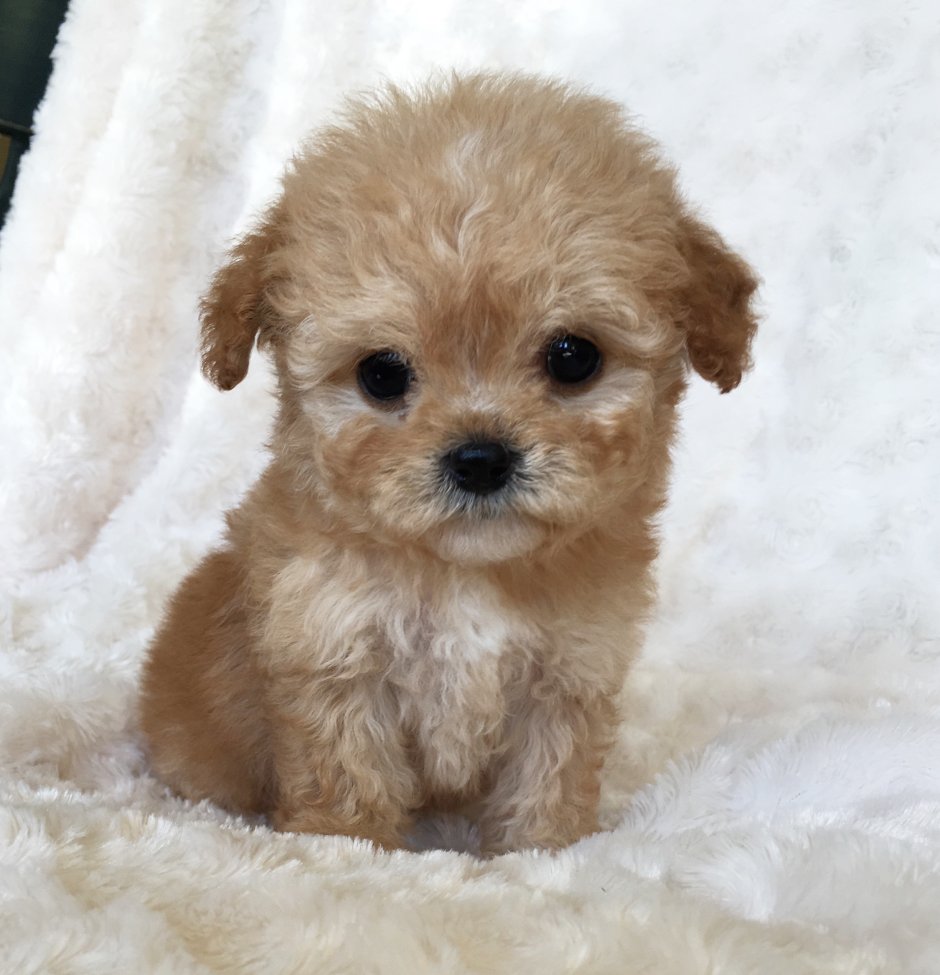 Порода собак мальтипу