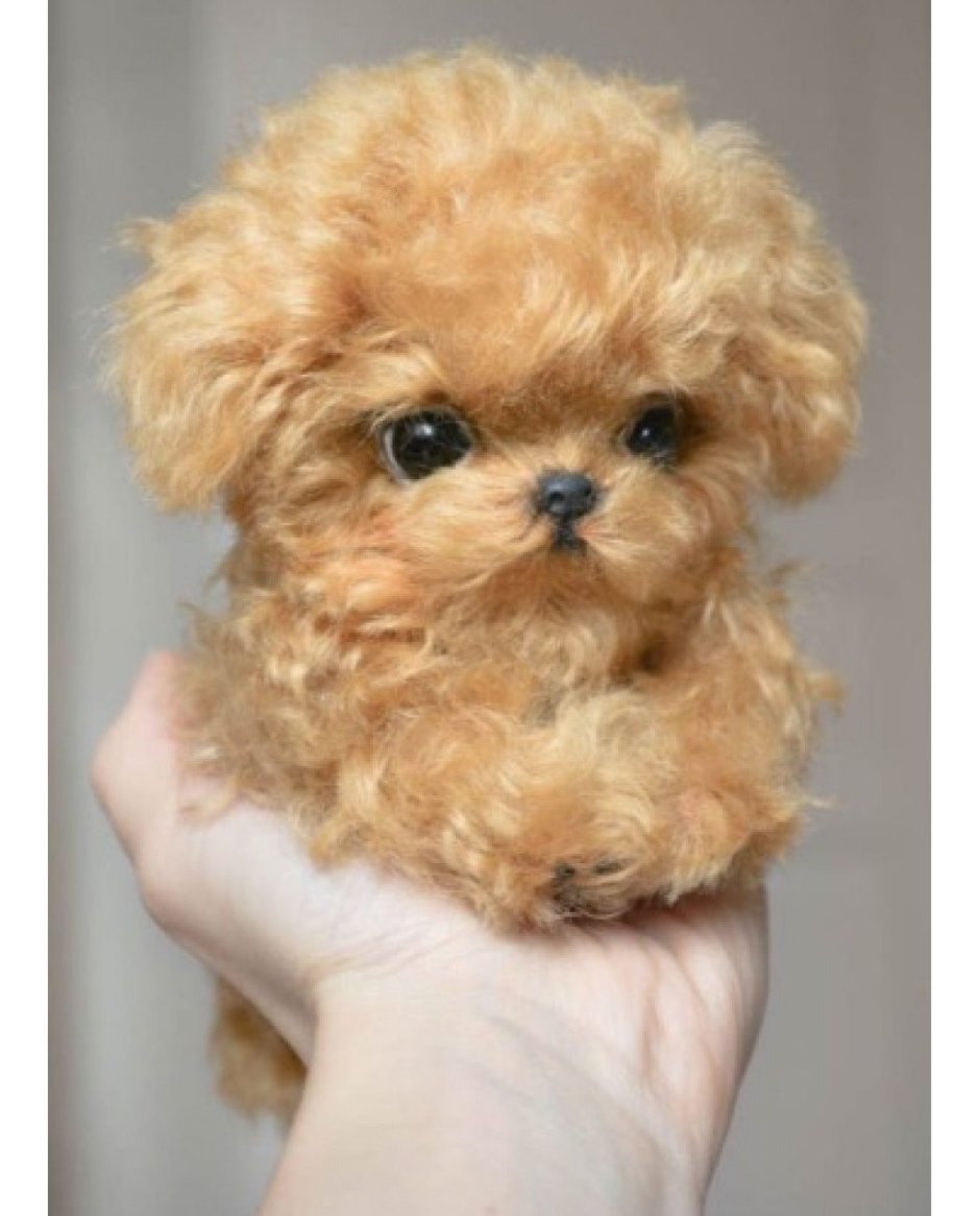 Мальтипу спаниель