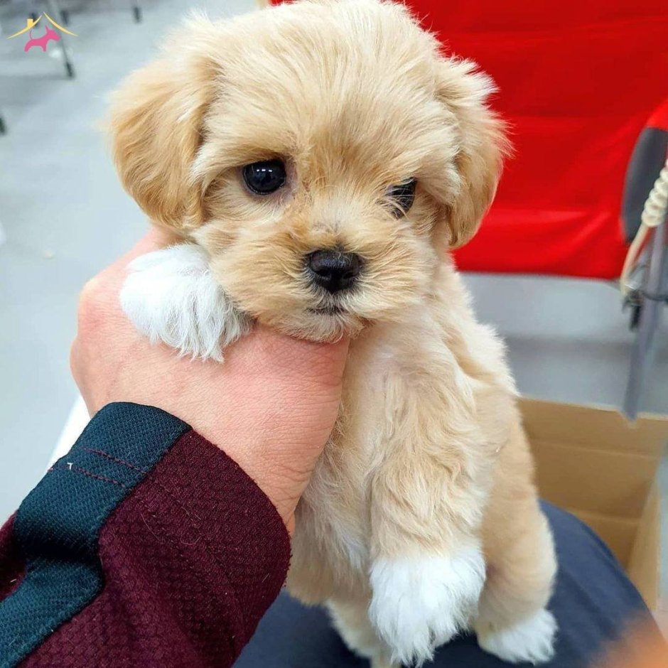 Карликовый пудель мартипу