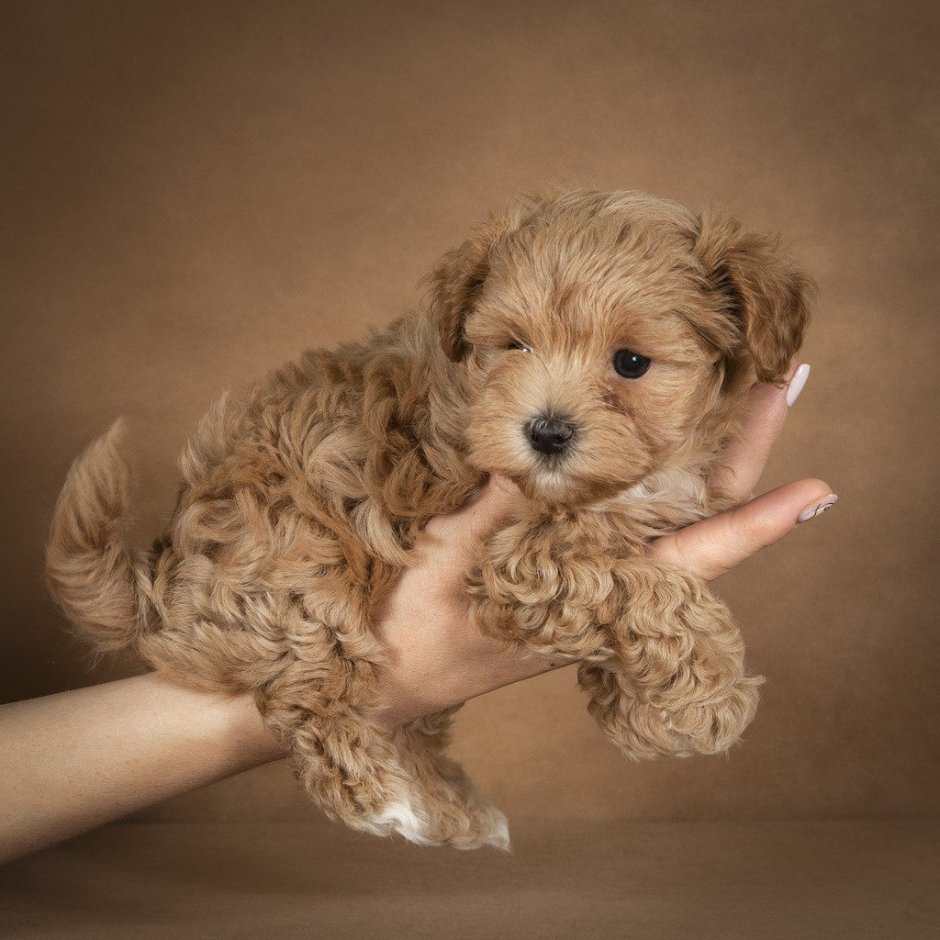 Карликовый пудель мальтипу