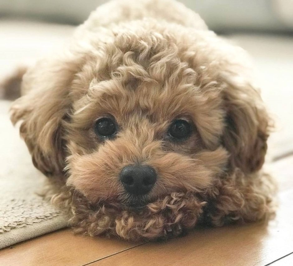 Тедди пудель мальтипу