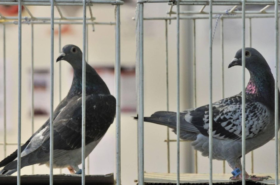 Бельгийские голуби