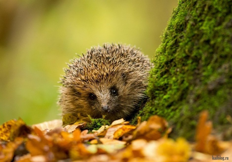 Еж под листьями