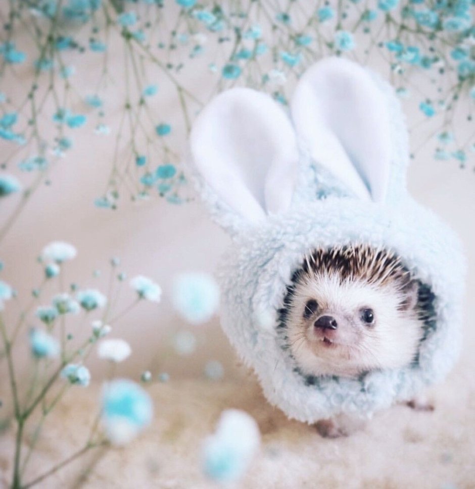 Милые зверушки