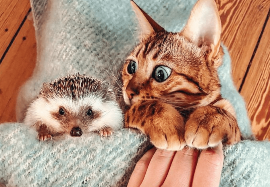 Ежик и котенок