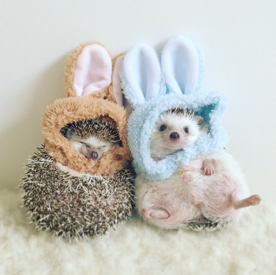 Ежик в носочках