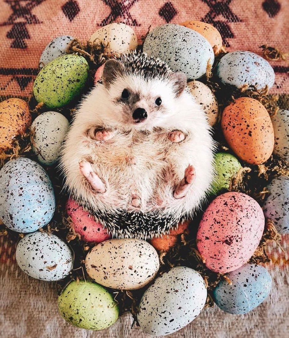 С Пасхой Ежик