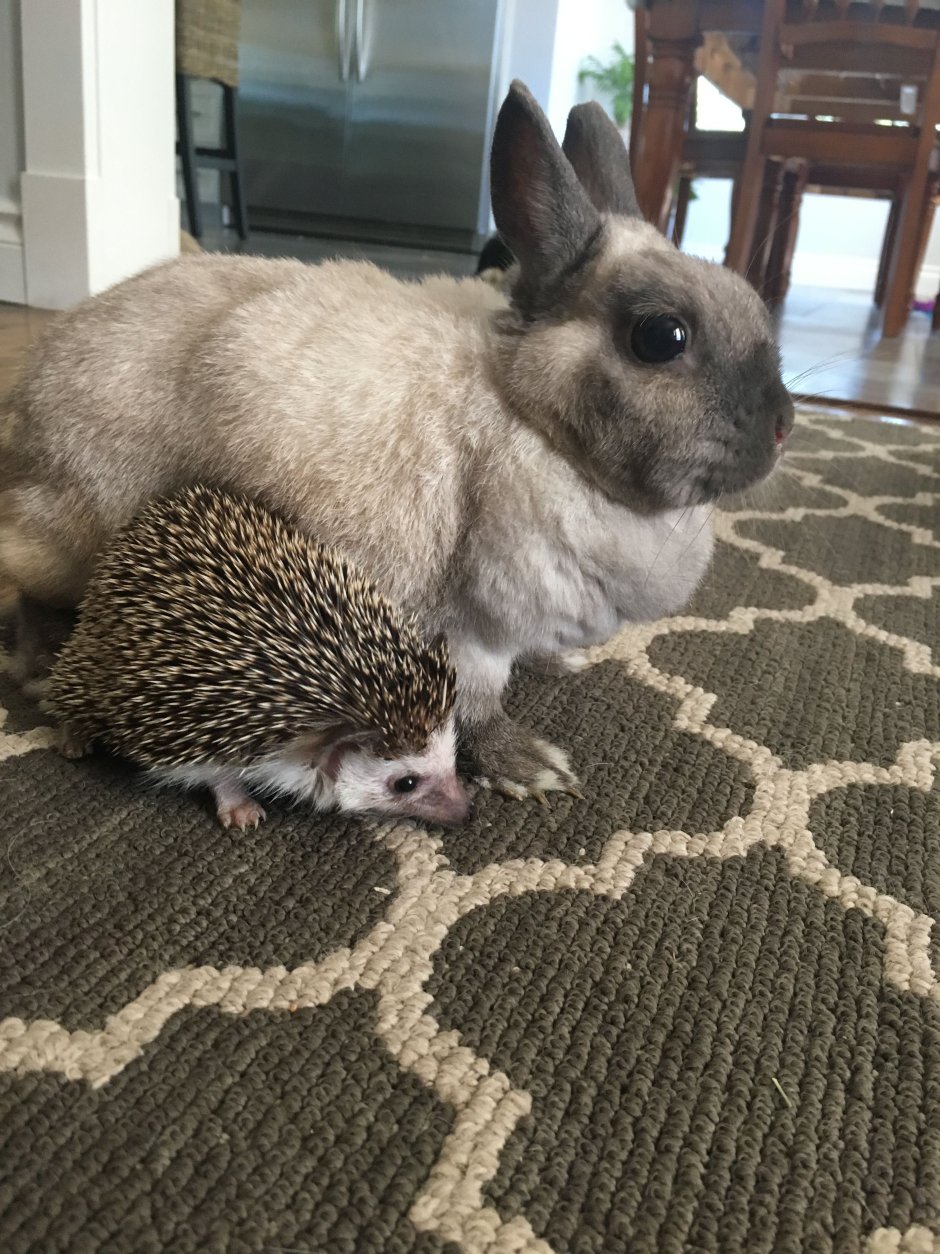 Кролик и еж