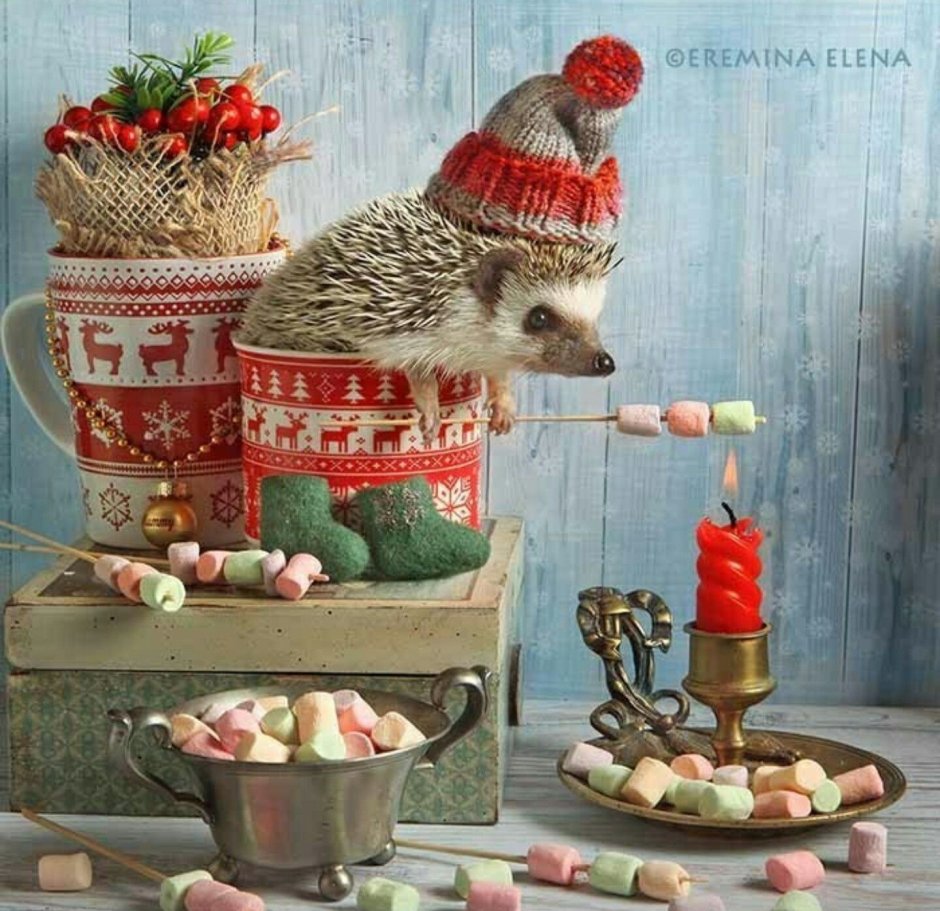 Елена Ерёмина Ёжики