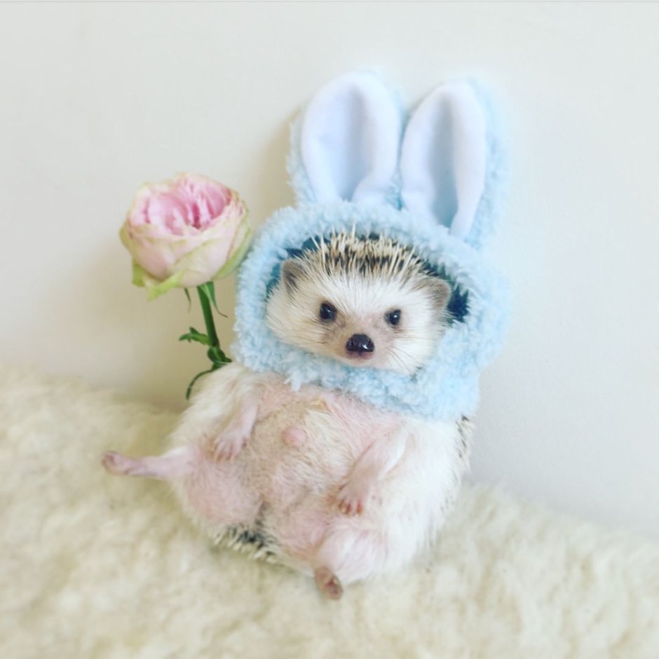 Ёжик в костюмчике