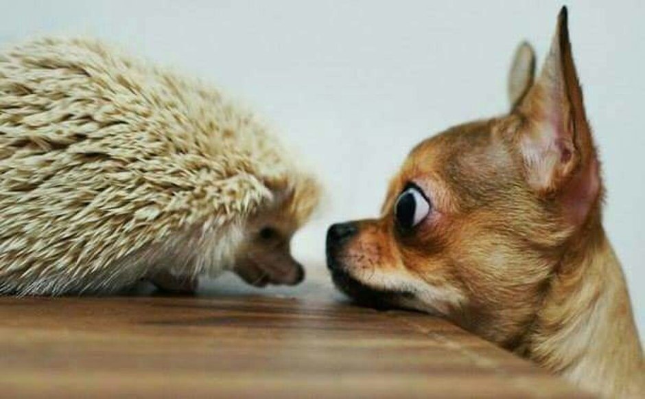 Собака и Ежик