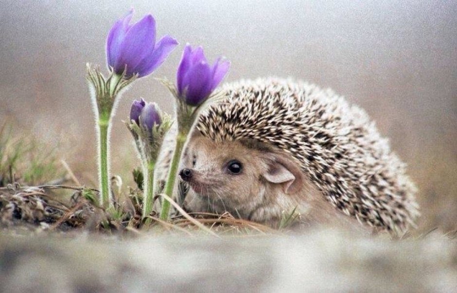 Животные весной