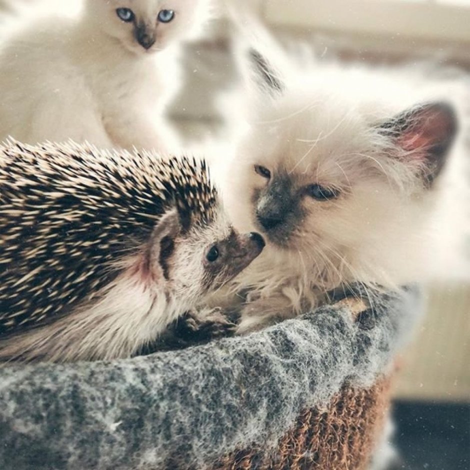 Котенок с Ёжиком