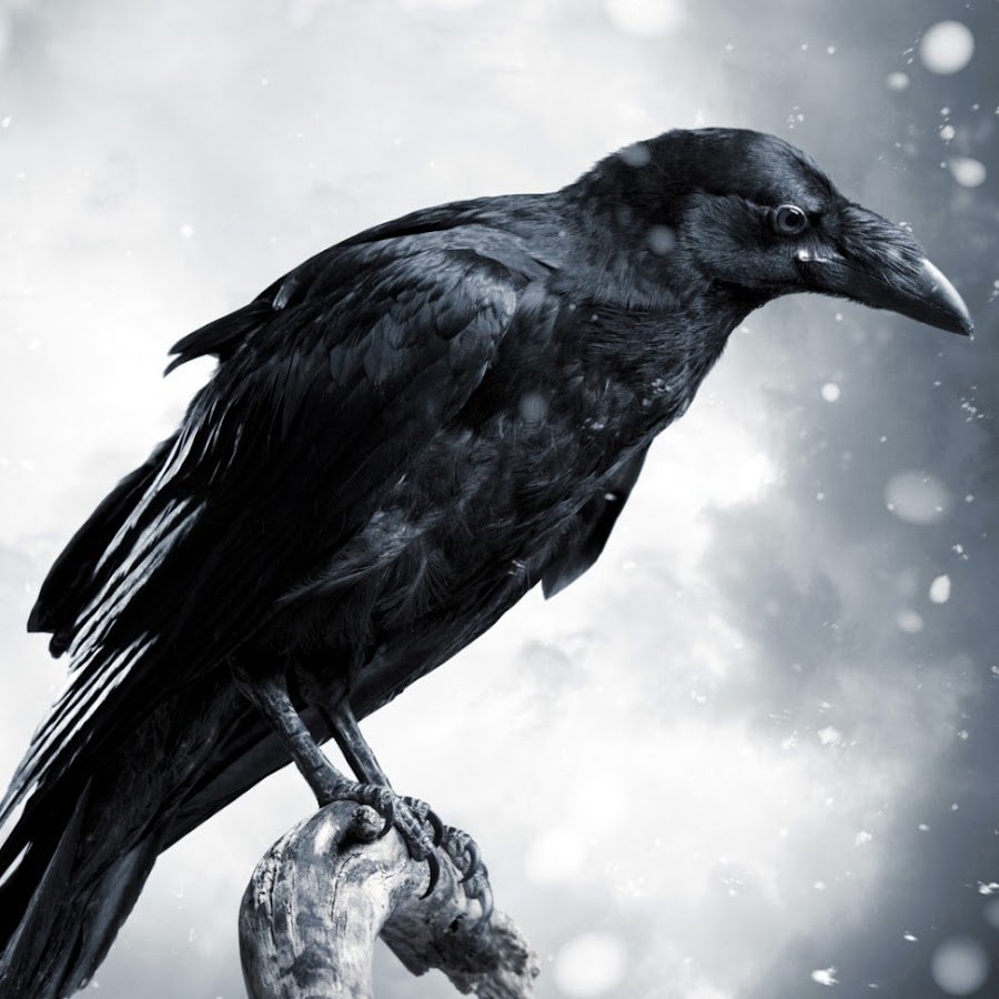 Коричневая ворона