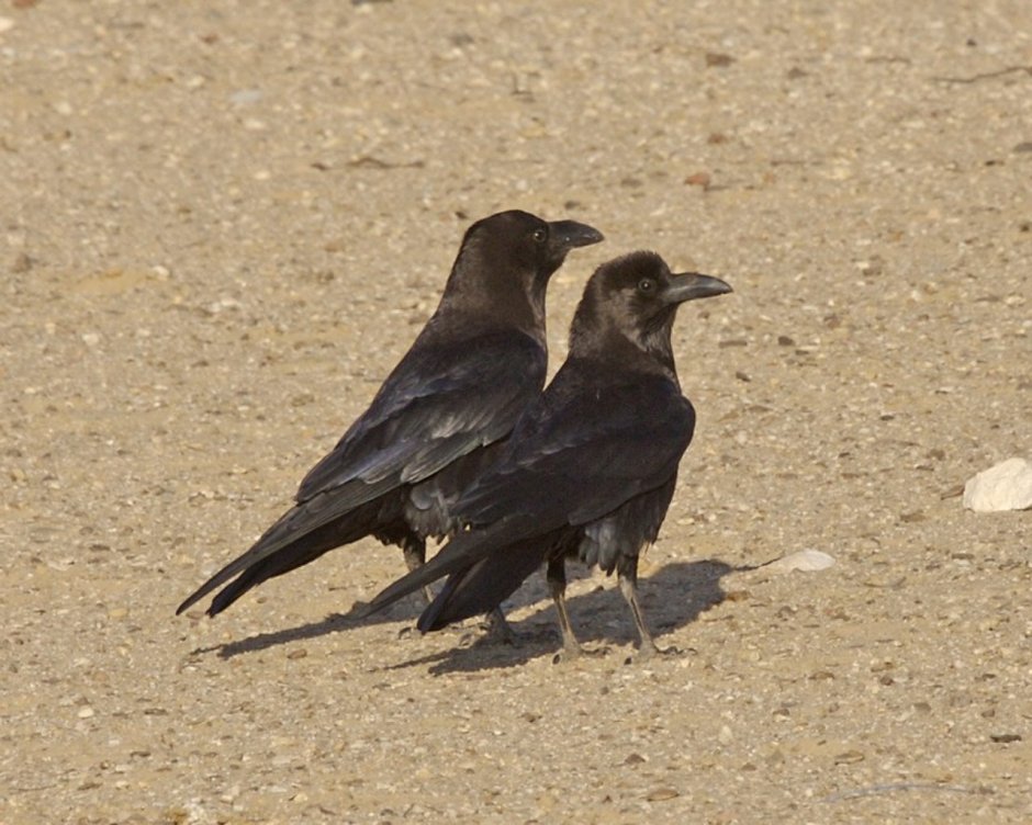 Corvus edithae