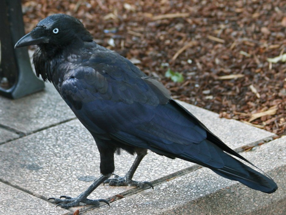 Коричневая ворона