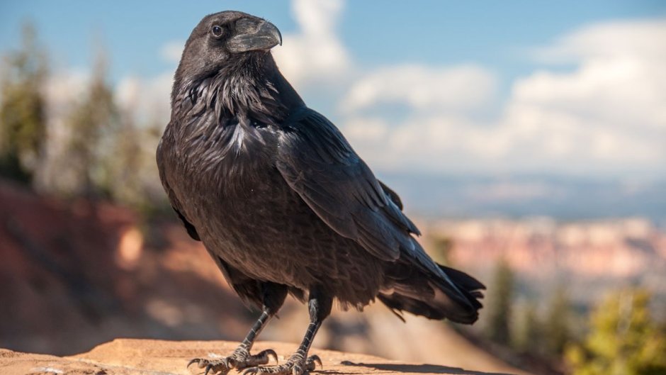 Old Ravens