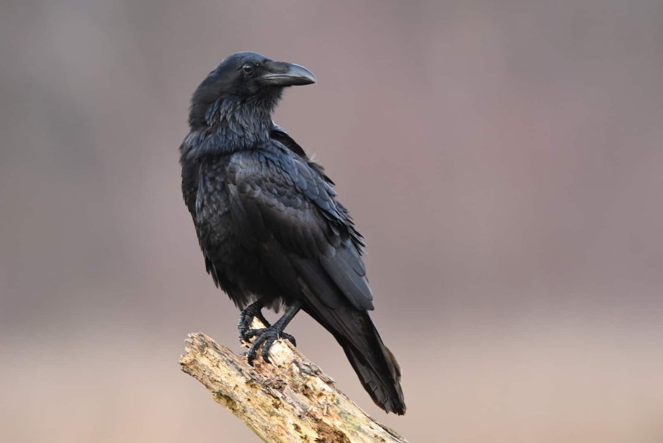 Wild Raven