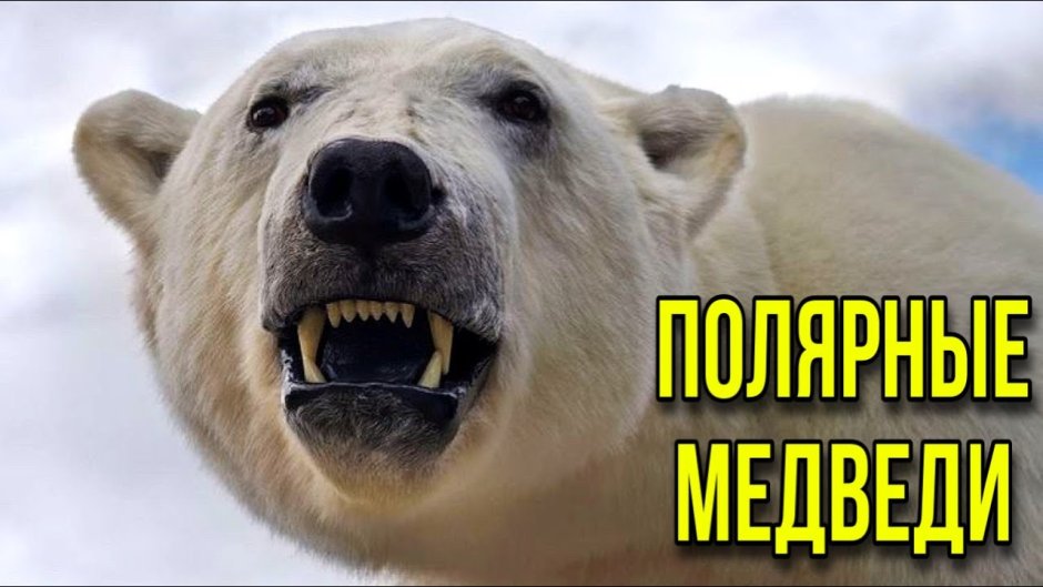 Злой белый медведь