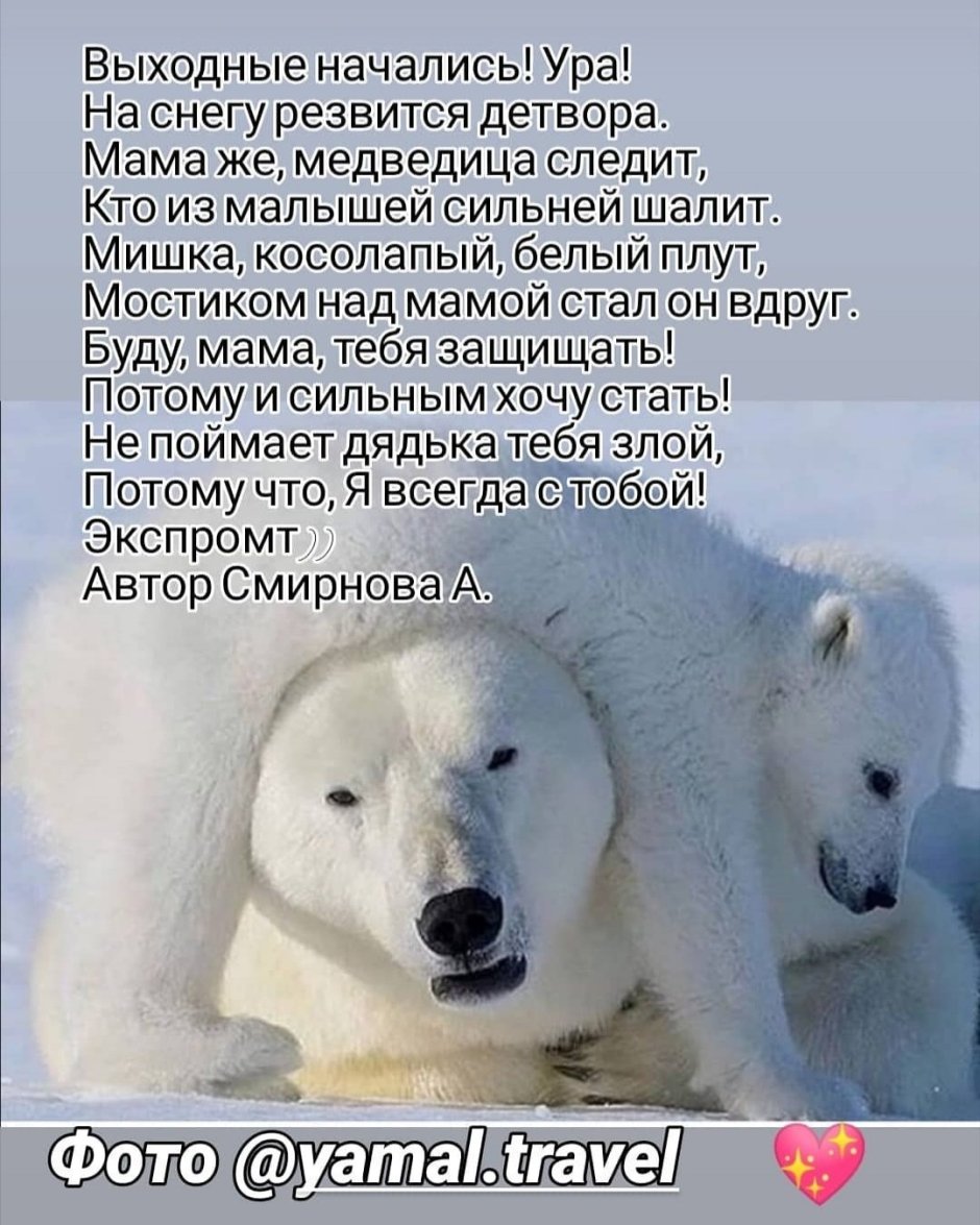 Суровый медведь