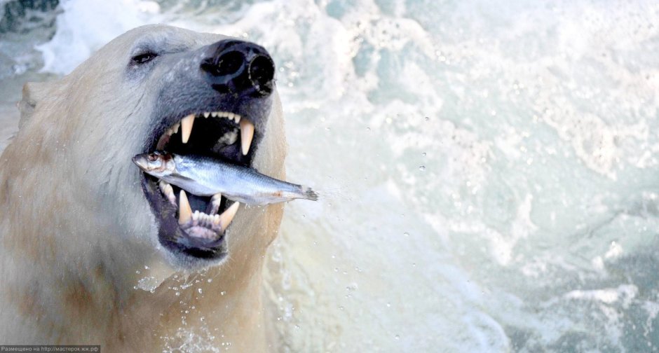 Белый медведь Ursus maritimus