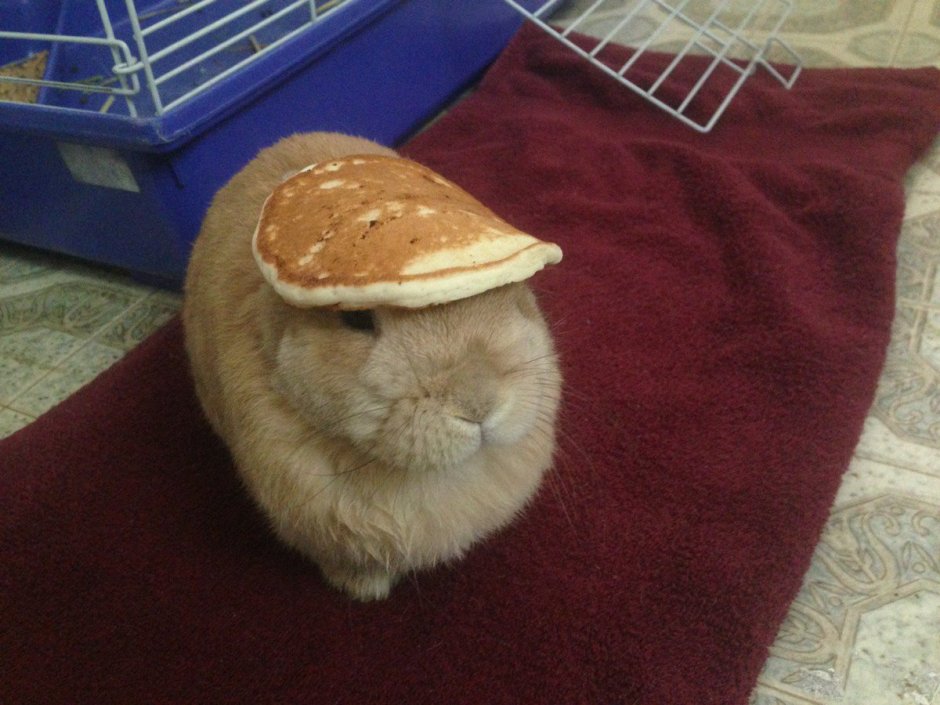 Толстыми fat Lola Bunny