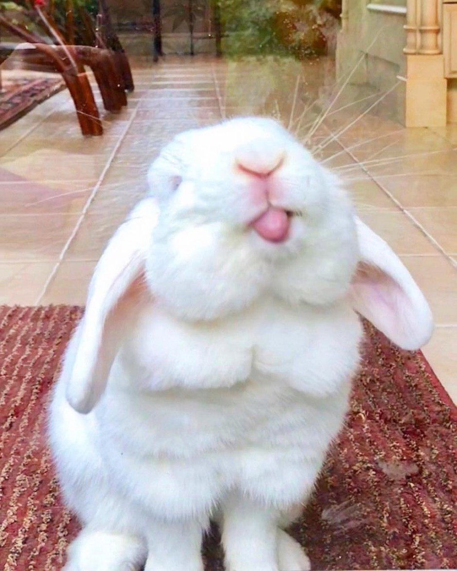Смешной заяц