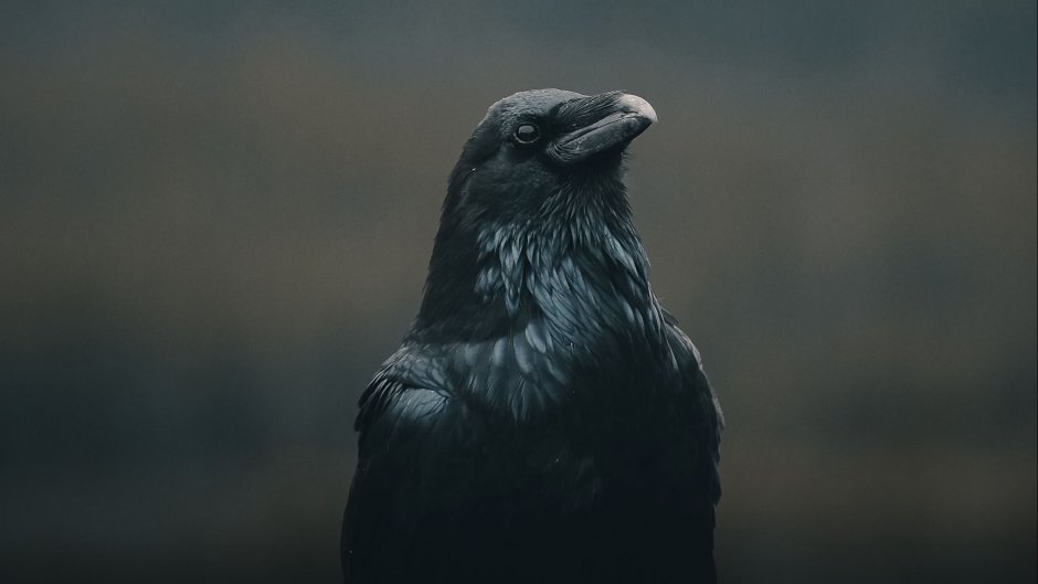 Черный ворон на черном фоне