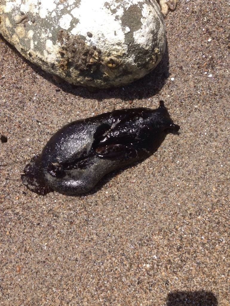 Субдоминантный вид мшанки краба